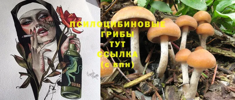 Галлюциногенные грибы Psilocybe  купить закладку  Чапаевск 